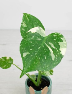 precio monstera-thai-constellation-hojas-variegadas 2