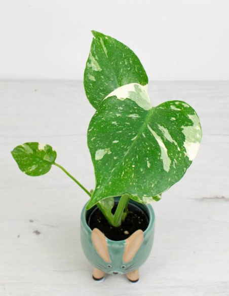 comparar monstera-thai-constellation-planta para coleccionistas