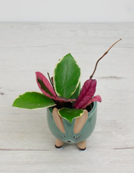 hoya tricolor  flaminco dream planta exclusiva