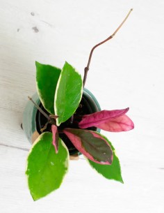 Comprar hoya carnosa tricolor flamingo dream hojas espectaculares 2