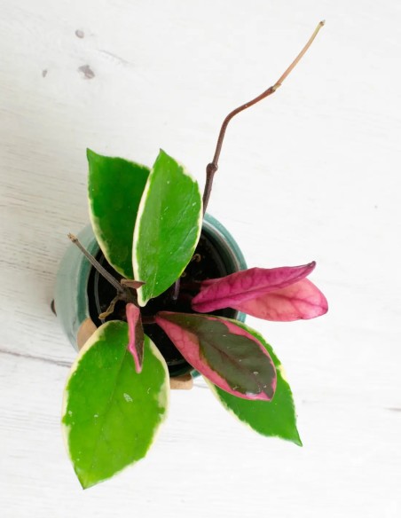 Precio hoya carnosa tricolor flamingo dream planta interior