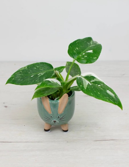 philodendron-jose-buono-hojas-espectaculares precio