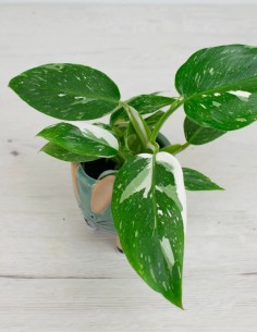 Comprar filodendron jose-buono-planta-exclusiva 2