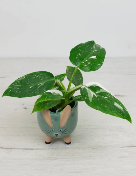 Comprar filodendron jose-buono-planta-exclusiva