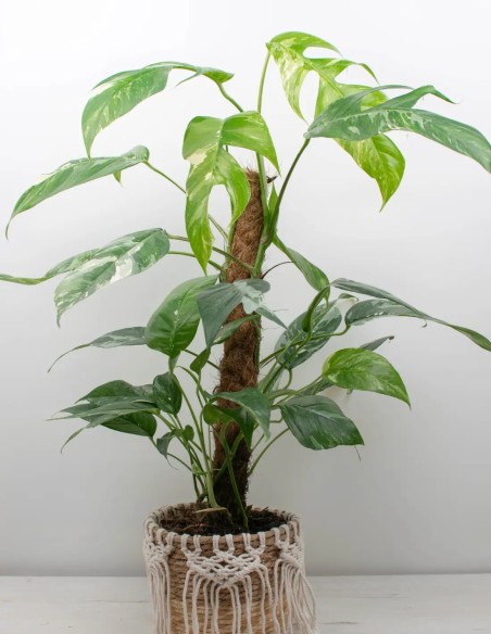 epipremnum-pinnatum-variegata-hojas-únicas PLANTA DE COLECCIÓN