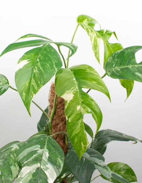 epipremnum-pinnatum-variegata COMPRAR PLANTAS DE COLECCION