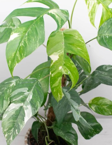 epipremnum-pinnatum-variegata VENTA DE PLANTAS UNICAS DE COLECCIÓN