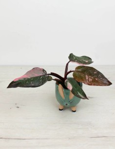 precio philodendron-pink-princess-marble-follaje-marmoleado