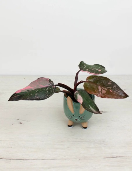 precio philodendron-pink-princess-marble-follaje-marmoleado