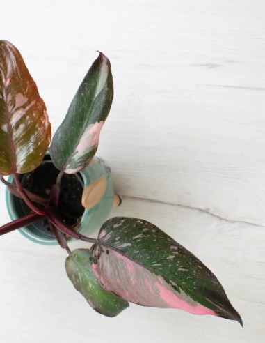 pink-princess-marble-planta-para coleccionistas