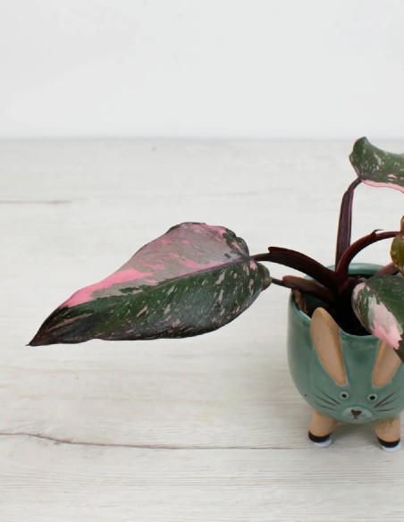 philodendron-pink-princess-marble-hojas-espectaculares comprar