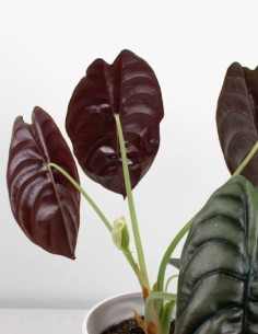 alocasia-cuprea-red-secret-follaje-metálico 2