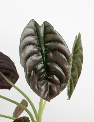 red-cuprea-planta-exclusiva-para coleccionistas