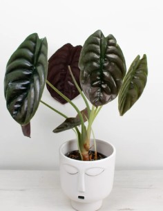 alocasia-cuprea-red-secret-follaje-metálico