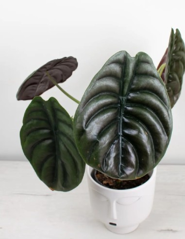 comprar-alocasia-cuprea-red-secret