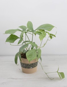 amydrium-medium-silver-follaje-plateado-comprar