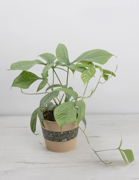 amydrium-medium-silver-follaje-plateado-comprar