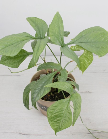 amydrium-silver-planta-de-colección