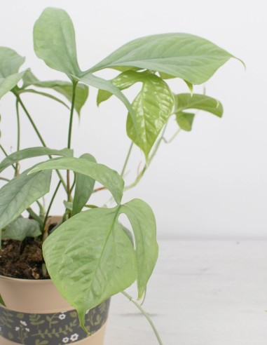 precio-amydrium-silver-planta-exclusiva