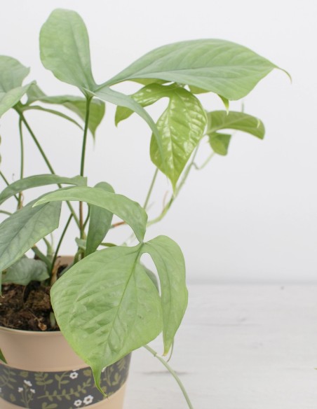 precio-amydrium-silver-planta-exclusiva