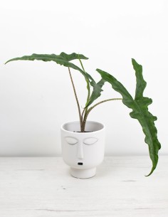 alocasia-sabrina-narrow-hojas-estilizadas