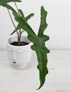 alocasia-sabrina-narrow-hojas-estilizadas 2