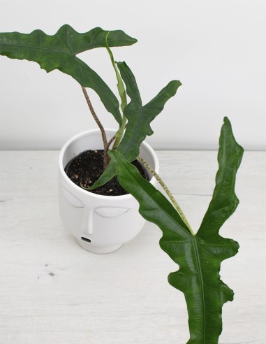 alocasia-sabrina-narrow-precio