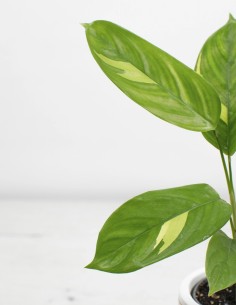 ctenanthe-lubbersiana-golden-mosaic-comprar-online-el-secreto-de-las-plantas 2