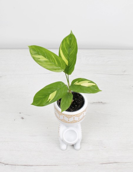 precio-ctenanthe-lubbersiana-golden-mosaic-variegación-espectacular-calathea