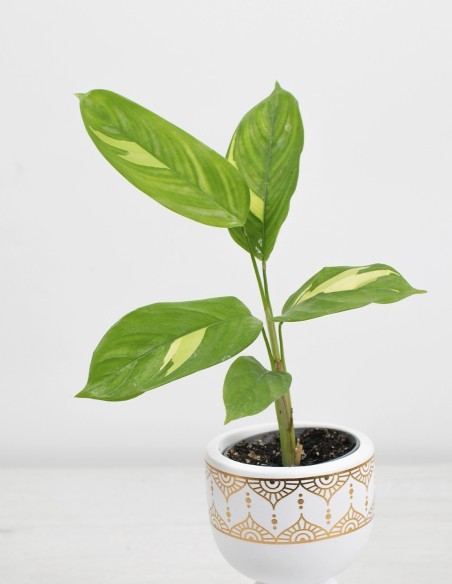 ctenanthe-lubbersiana-golden-mosaic-planta-interior-exclusiva