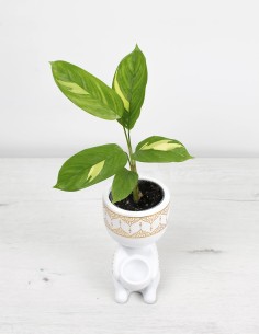 ctenanthe-lubbersiana-golden-mosaic-comprar-online-el-secreto-de-las-plantas