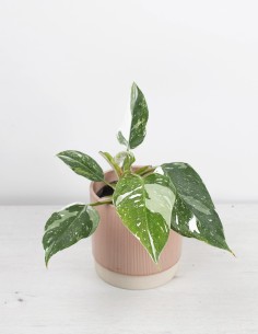 comprar-philodendron-white-princess-hojas-espectacularmente-variegadas