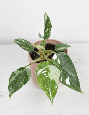precio-philodendron-white-princess-planta-de-coleccion