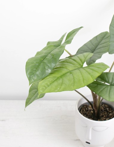 planta-alocasia-corazon-compra-ahora-envio-rapido