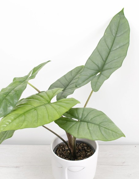planta-de-interior-alocasia-heterophylla-corazon-comprar