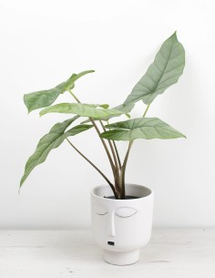 alocasia-corazon-planta-exclusiva-interior-precio