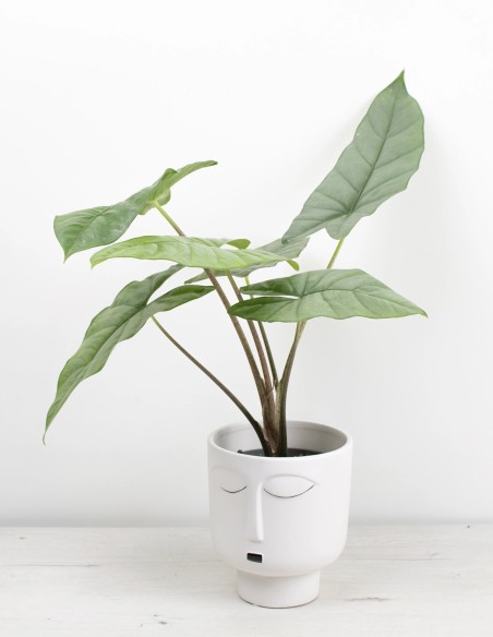 alocasia-corazon-planta-exclusiva-interior-precio