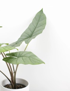 alocasia-corazon-planta-exclusiva-interior-precio 2
