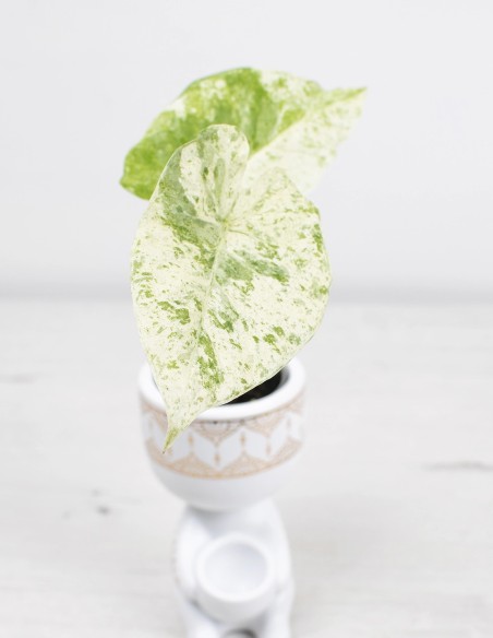 follaje-camuflado-alocasia-compra-mejor-precio