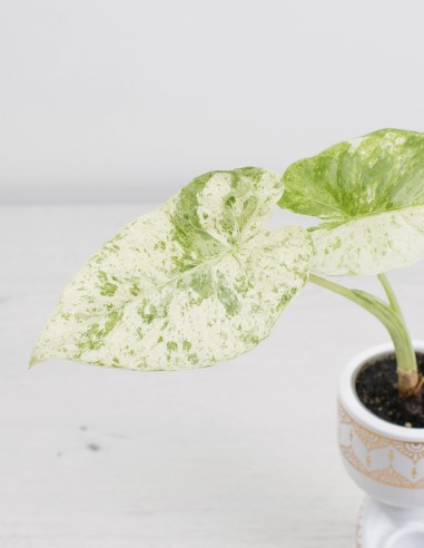 alocasia-macrorrhizos-camouflage-plantas-exóticas-compra-online