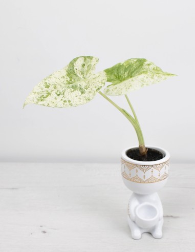 planta-exótica-alocasia-camouflage-envío-rápido-comprar