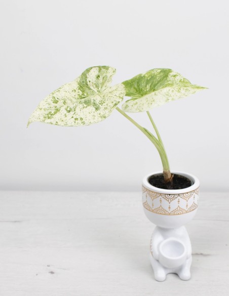 planta-exótica-alocasia-camouflage-envío-rápido-comprar