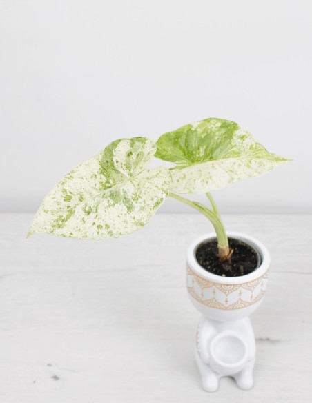 ALOCASIA MACRORRHIZOS "CAMOUFLAGE"
