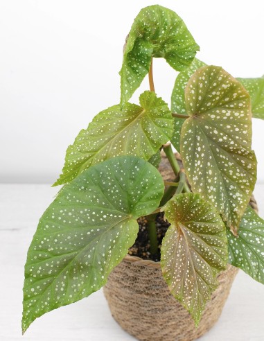 begonia-maculata-follaje-exclusivo-compra-planta-online