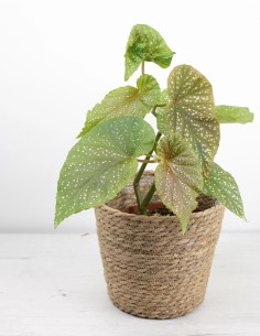 planta-begonia-de-lunares-compra-follaje-único-interior