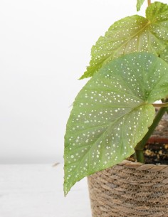 planta-begonia-de-lunares-compra-follaje-único-interior 2