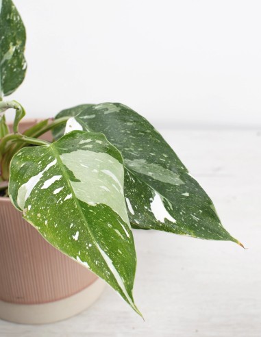 philodendron-white-princess-hojas-elegantes