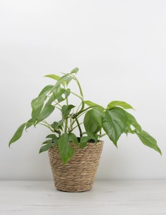 planta-rhaphidophora-tetrasperma-trepadora-exótica-compra