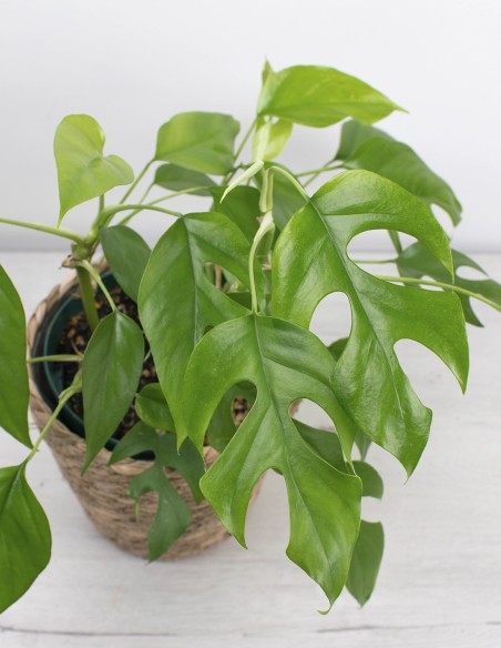 rhaphidophora-tetrasperma-mini-monstera-compra-online