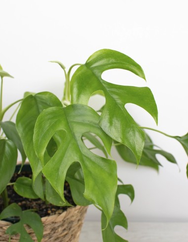 planta-trepadora-rhaphidophora-tetrasperma-precio